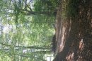 Bois de 